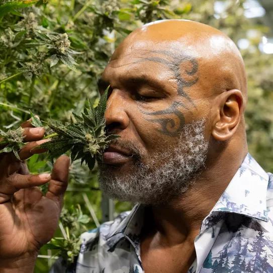 Mike Tyson vuelve a Nueva York para convertirse en un peso pesado del cannabis