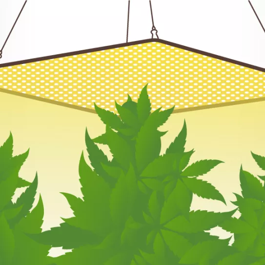 ¿Cómo cultivo las auto en interior?