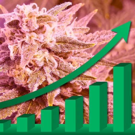 Sin una regulación, España es el séptimo productor legal de cannabis a nivel mundial