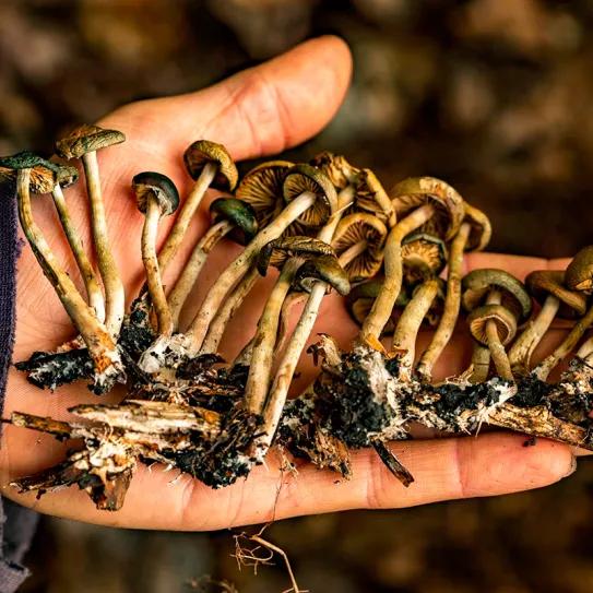 Hawái: la Cámara de Representantes aprobó la despenalización del uso medicinal de psilocibina