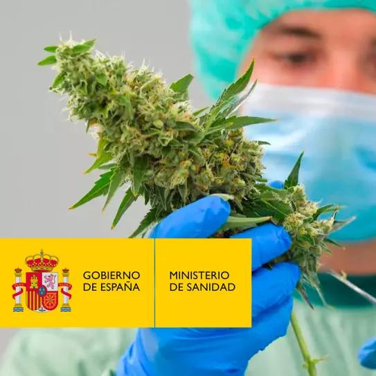Iniciado el trámite para regular el cannabis medicinal