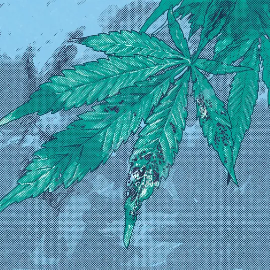 ¿Qué insecticidas están autorizados para el cannabis? 