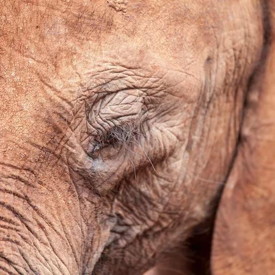 México: una elefanta mejora su salud después de usar un aceite de cannabis con CBD