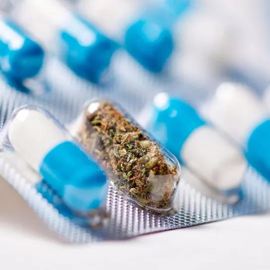 Los farmacéuticos españoles presionan para llevarse el mercado del cannabis medicinal