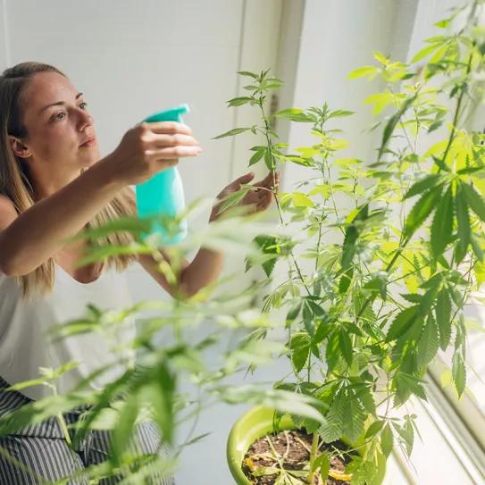 Nueva York: el ente regulador aprobó el autocultivo de cannabis