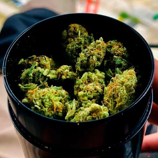 las donaciones de cannabis son una herramienta para tratar las adicciones a drogas