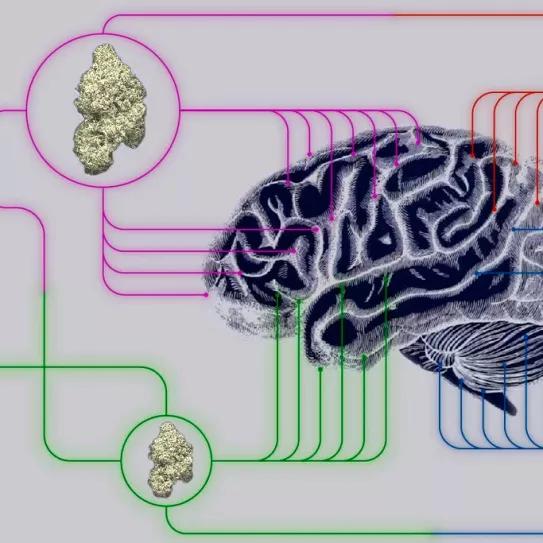Tres universidades de Brasil se unen para investigar el uso de cannabis en Parkinson y Alzheimer