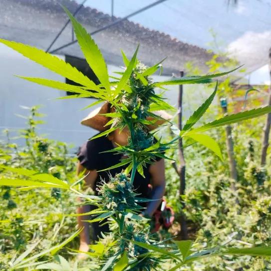 La Justicia de Brasil habilita un cultivo comunitario de cannabis para 57 personas