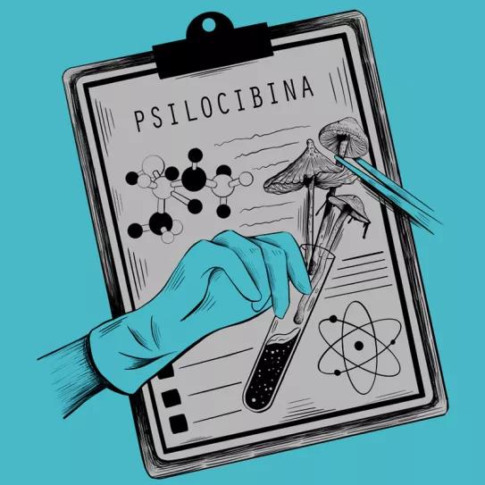 Tres asociaciones civiles realizarán la primera encuesta de hongos psicodélicos en Argentina