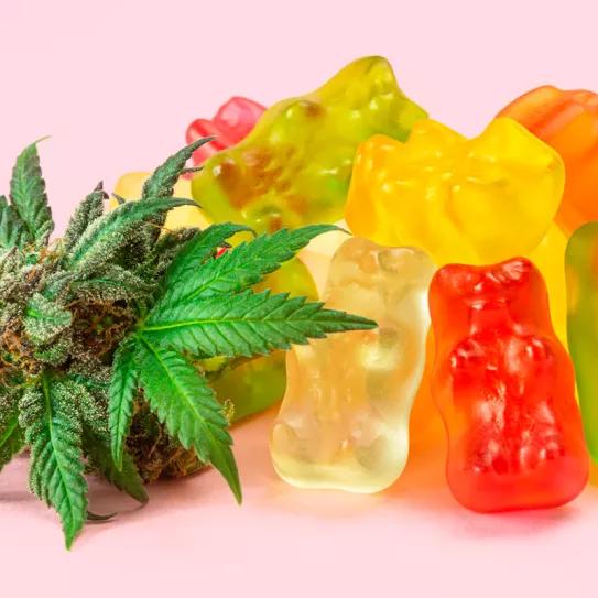 Barcelona creará un sistema de licencias para la venta de comestibles de cannabis