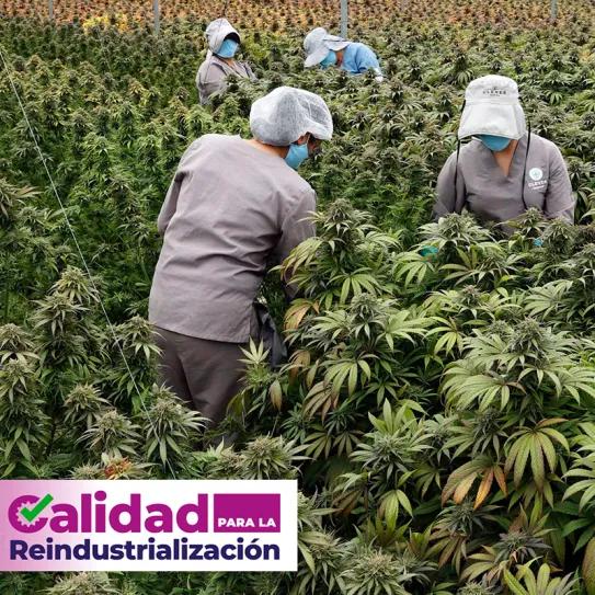 El Gobierno de Colombia dará cursos gratuitos para las pequeñas empresas de cannabis