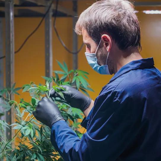 El cannabis argentino en la era de Milei