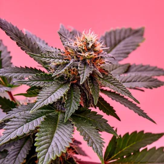 Sumar le pide al Gobierno de España que se pronuncie sobre la regulación del cannabis