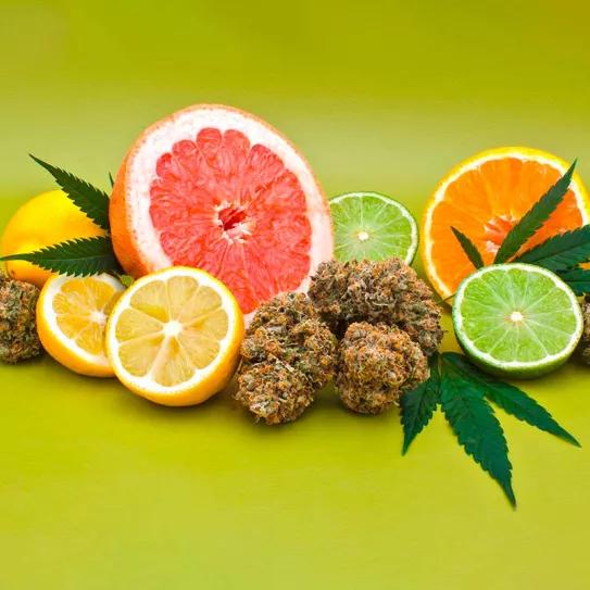 Un estudio científico demuestra que un terpeno reduce la ansiedad producida por el THC