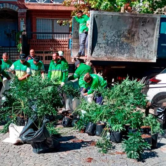 Argentina: una asociación civil denuncia un allanamiento ilegal en su cultivo de cannabis