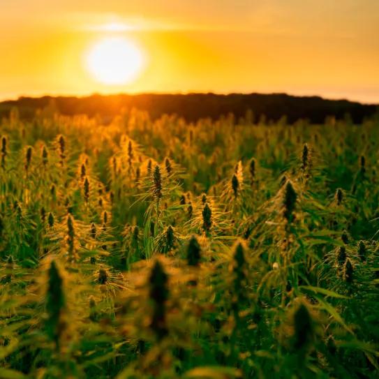 EEUU invierte 10 millones de dólares para promover el cáñamo industrial en pueblos oringarios