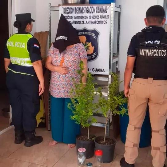 Paraguay: detienen a una jubilada suiza por cultivar dos plantas de cannabis