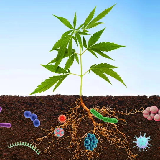 Microorganismos del suelo