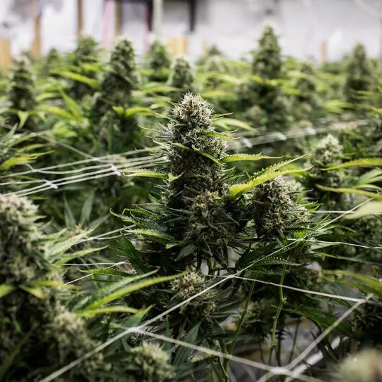 España le ha comprado a Portugal unas seis toneladas de cannabis 