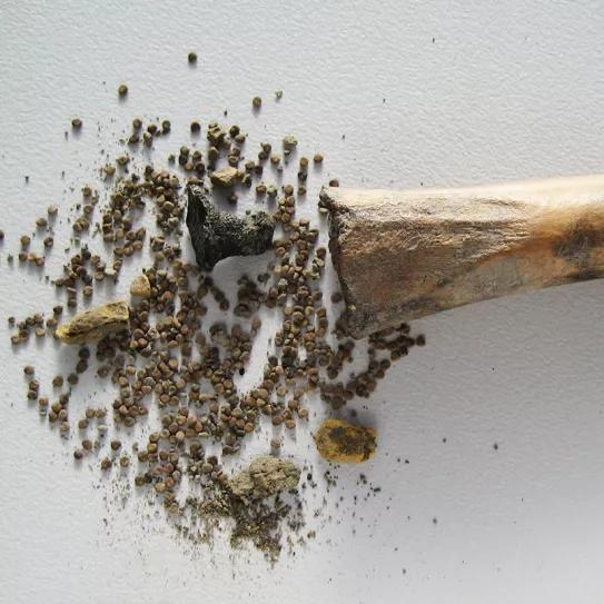 Encuentran alucinógenos en el interior de huesos de animales en una antigua finca del Imperio romano