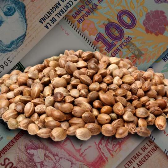 Argentina aumenta más de un 400% los impuestos para el registro de variedades de cannabis