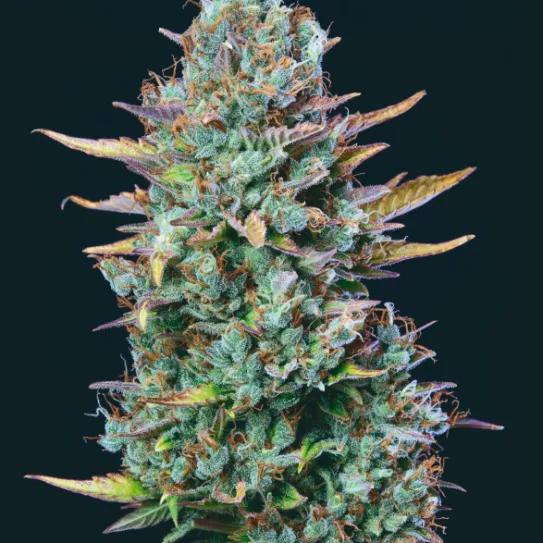 Buddha Auto Critical