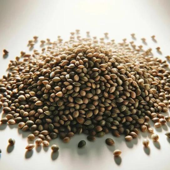 Absuelven a siete personas acusadas de vender semillas de cannabis en Argentina