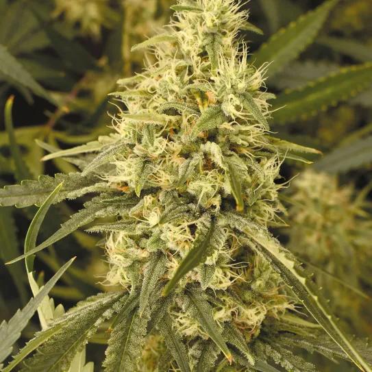 Plantas grandes, optimización del cultivo y máxima producción 