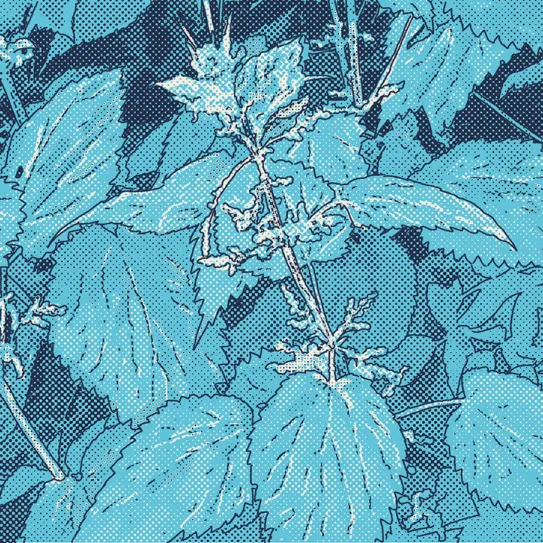 La abuela y sus remedios - Profesor Cáñamo