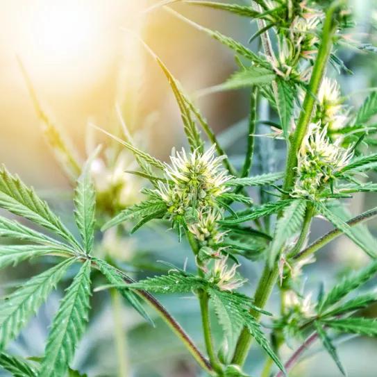 El Parlamento de Canarias promueve la industria medicinal del cannabis