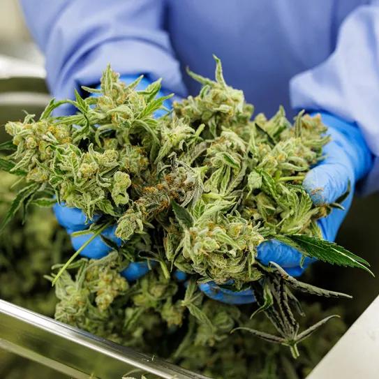 Empresarios colombianos del cannabis reclaman al gobierno que autorice la venta de flores con fines medicinales