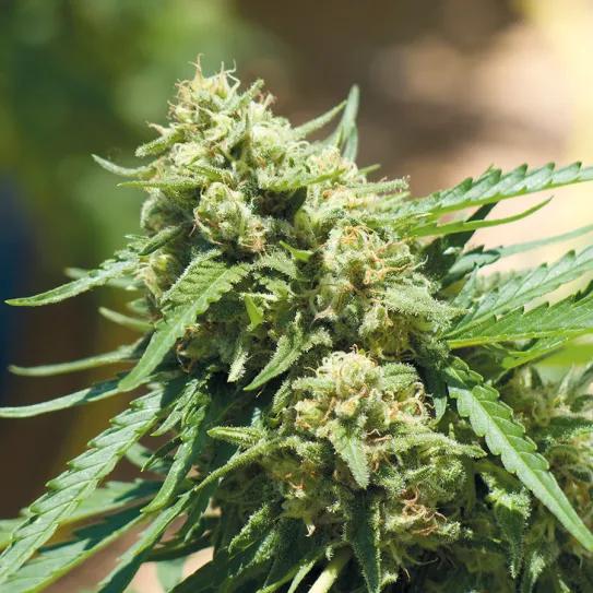 La comida de maría: todo sobre los abonos 