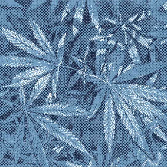 Los otros fotoperiodos 