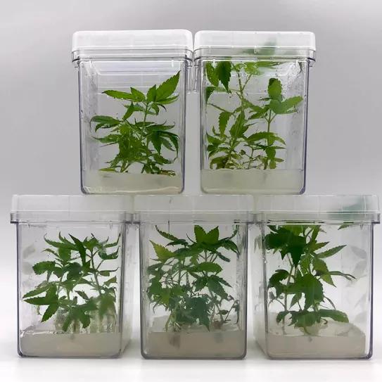 España está comprando clones realizados a partir de la micropropagación in vitro