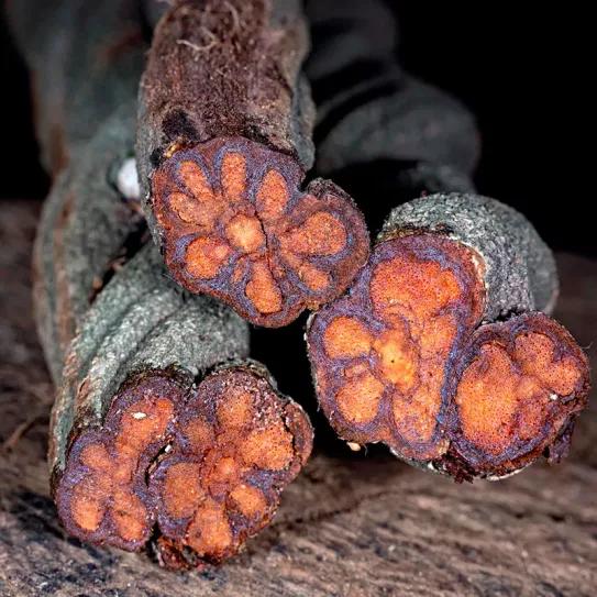 La Justicia ordena la devolución de 40 kilos de ayahuasca a un grupo que organiza ceremonias chamánicas