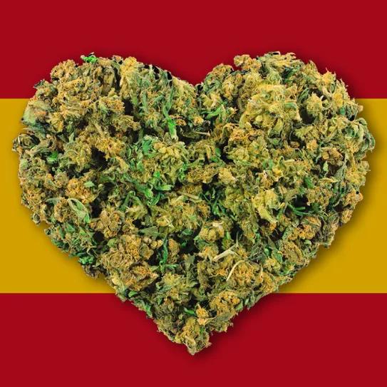 El 41% de los jóvenes españoles cree que hay que legalizar el cannabis