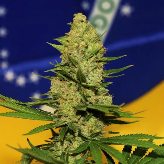 ¿Cuáles son los detalles de la despenalización del cannabis en Brasil?