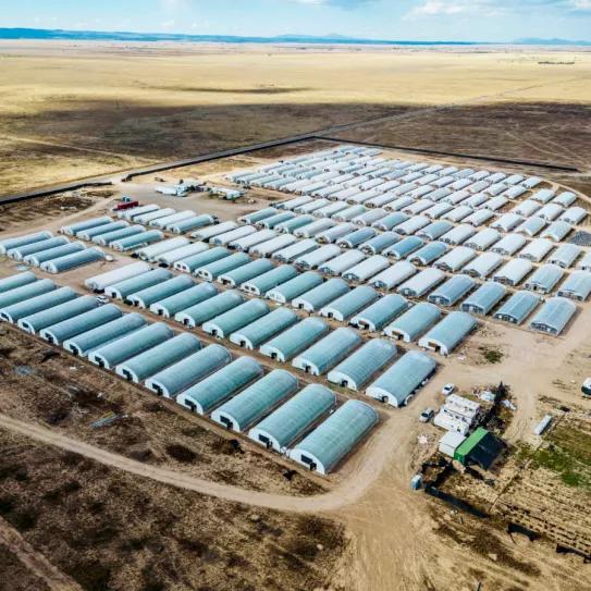 Encuentran decenas de chinos esclavos en un cultivo clandestino de cannabis en EEUU