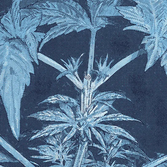 La poda de plantas madre 