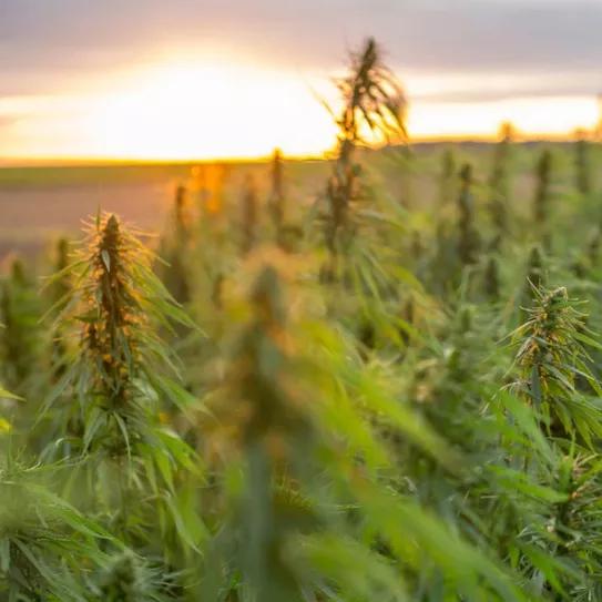 Las licencias activas de cáñamo en Canadá disminuyeron por tercer año consecutivo