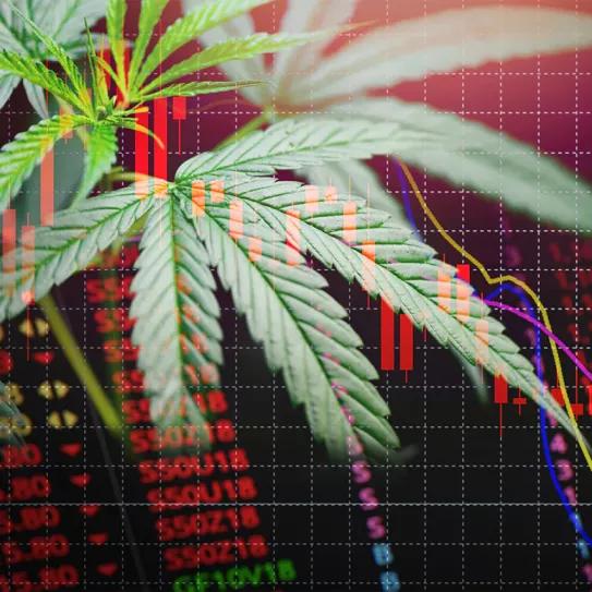 Solo una de cada cuatro empresas de cannabis en EEUU es rentable