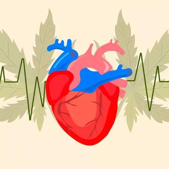 Los usuarios de cannabis tienen más probabilidades de sobrevivir a un infarto
