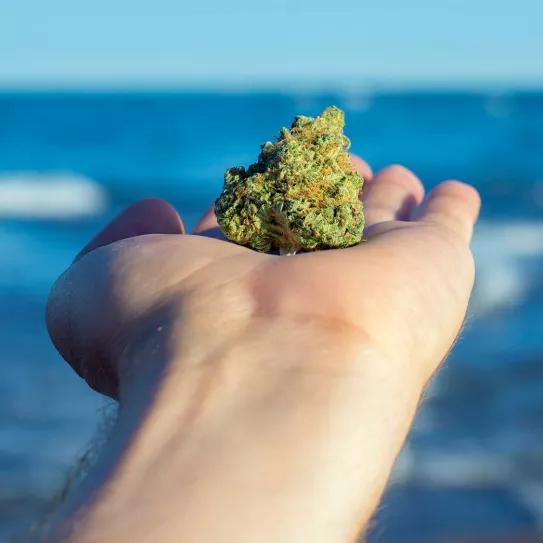 Uruguay lanzará una nueva variedad de cannabis con alto contenido de THC