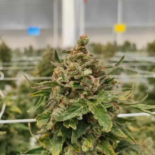 Ondara recibió el permiso de producción de la Agencia Española de Medicamentos