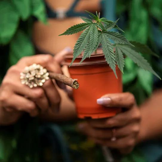 La Oficina de Gestión del Cannabis de Nueva York destinará 5 millones de euros a programas sociales