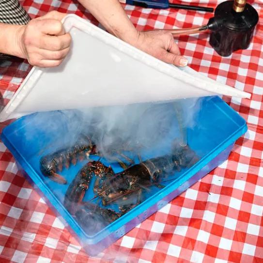 Un restaurante de EEUU usa cannabis para sedar a las langostas antes de hervirlas