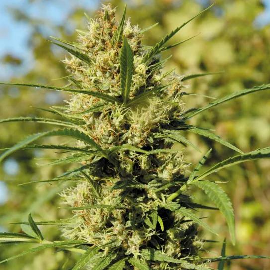 Plantas acaloradas: cómo detectar y combatir el estrés por calor 