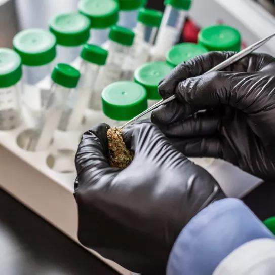 California revoca la licencia de un nuevo laboratorio por el escándalo de los pesticidas