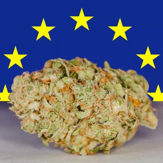 Empresarios cañameros de Italia recurrieron al Parlamento Europeo para impedir la prohibición del CBD