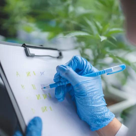 Una provincia argentina inició un curso gratuito sobre cáñamo y cannabis medicinal